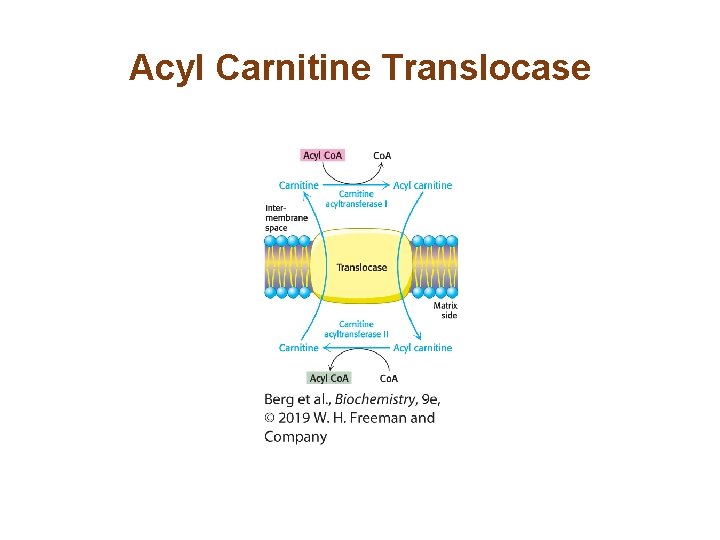 Acyl Carnitine Translocase 