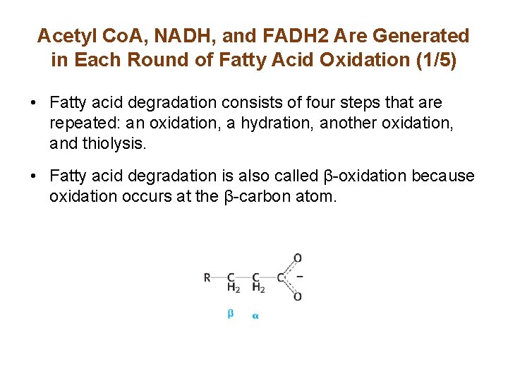 Acetyl Co. A, NADH, and FADH 2 Are Generated in Each Round of Fatty