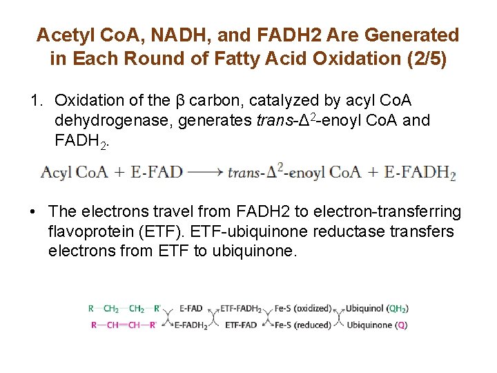 Acetyl Co. A, NADH, and FADH 2 Are Generated in Each Round of Fatty