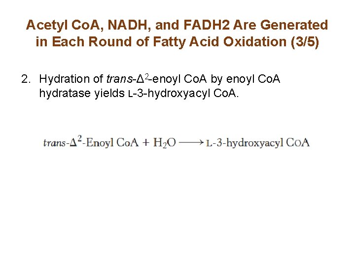 Acetyl Co. A, NADH, and FADH 2 Are Generated in Each Round of Fatty