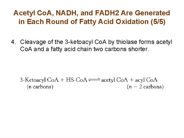 Acetyl Co. A, NADH, and FADH 2 Are Generated in Each Round of Fatty