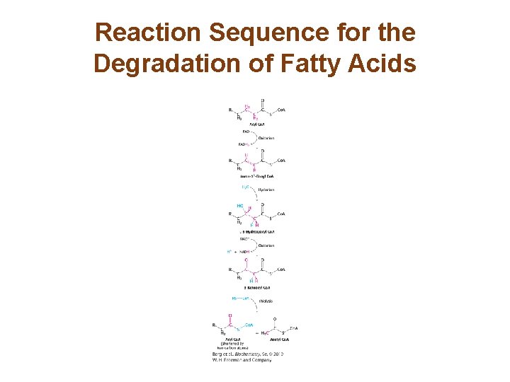 Reaction Sequence for the Degradation of Fatty Acids 