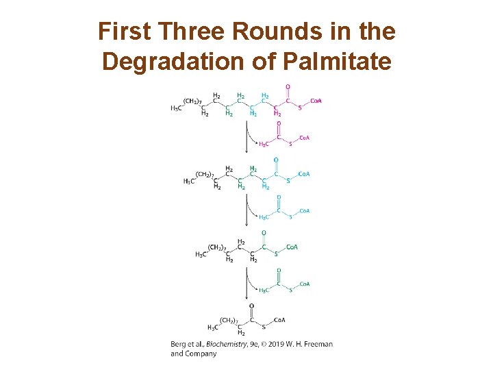 First Three Rounds in the Degradation of Palmitate 