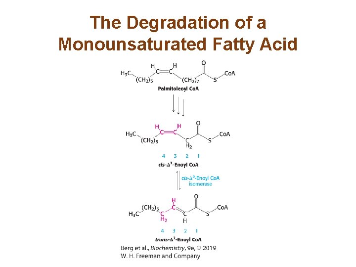 The Degradation of a Monounsaturated Fatty Acid 