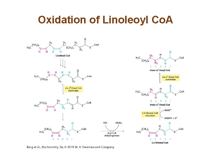 Oxidation of Linoleoyl Co. A 