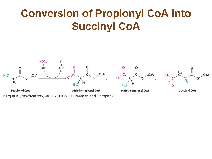 Conversion of Propionyl Co. A into Succinyl Co. A 