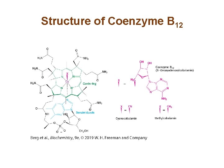 Structure of Coenzyme B 12 
