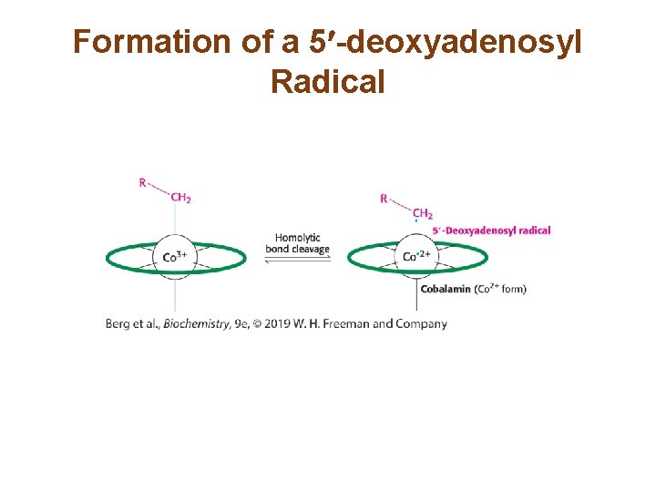 Formation of a 5 -deoxyadenosyl Radical 