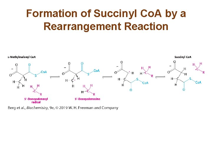 Formation of Succinyl Co. A by a Rearrangement Reaction 