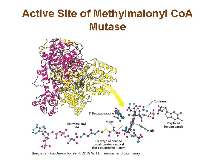 Active Site of Methylmalonyl Co. A Mutase 