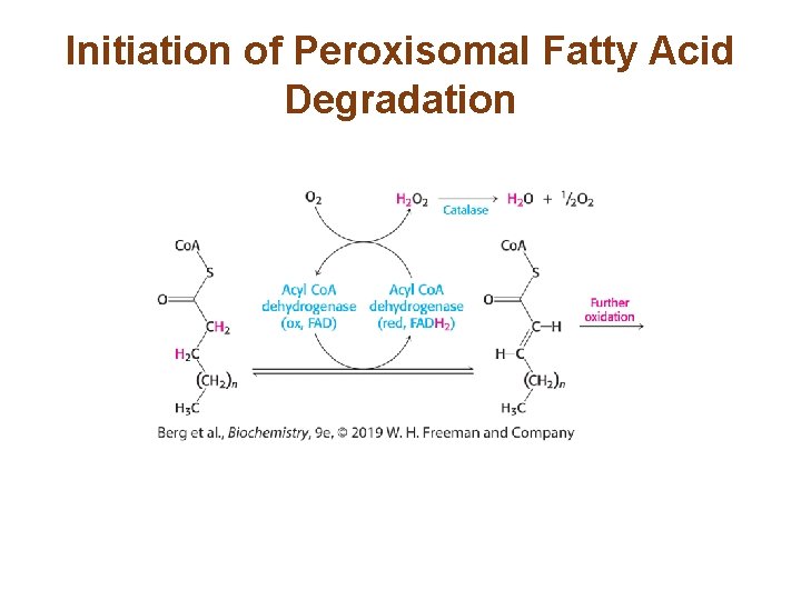 Initiation of Peroxisomal Fatty Acid Degradation 