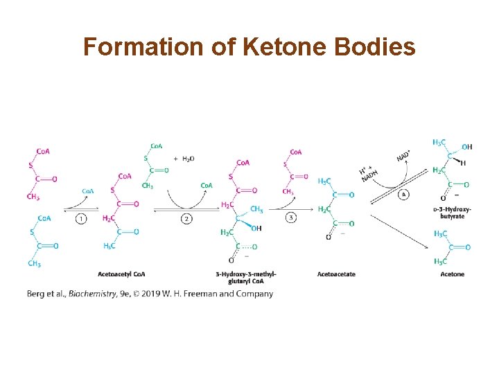 Formation of Ketone Bodies 