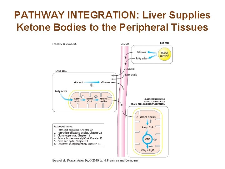 PATHWAY INTEGRATION: Liver Supplies Ketone Bodies to the Peripheral Tissues 