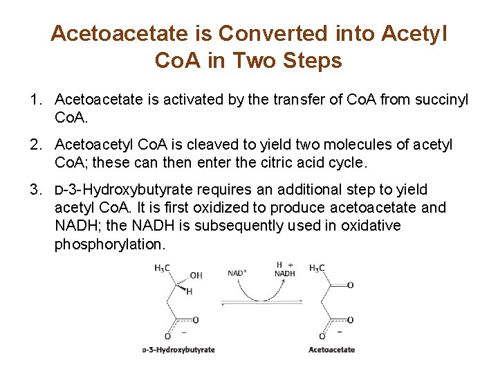 Acetoacetate is Converted into Acetyl Co. A in Two Steps 1. Acetoacetate is activated