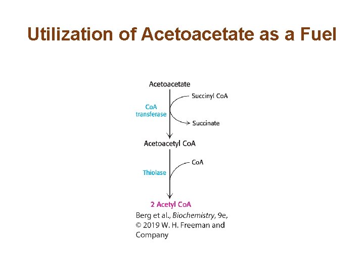 Utilization of Acetoacetate as a Fuel 