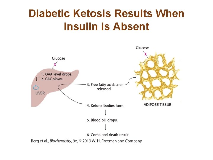 Diabetic Ketosis Results When Insulin is Absent 