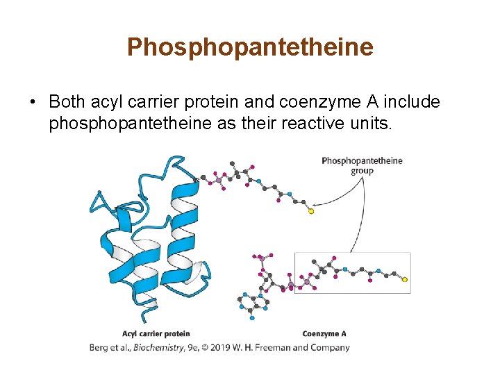 Phosphopantetheine • Both acyl carrier protein and coenzyme A include phosphopantetheine as their reactive