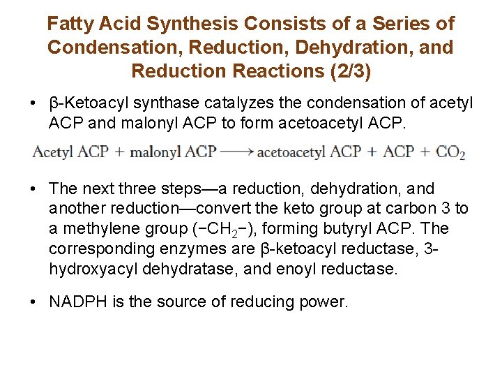 Fatty Acid Synthesis Consists of a Series of Condensation, Reduction, Dehydration, and Reduction Reactions