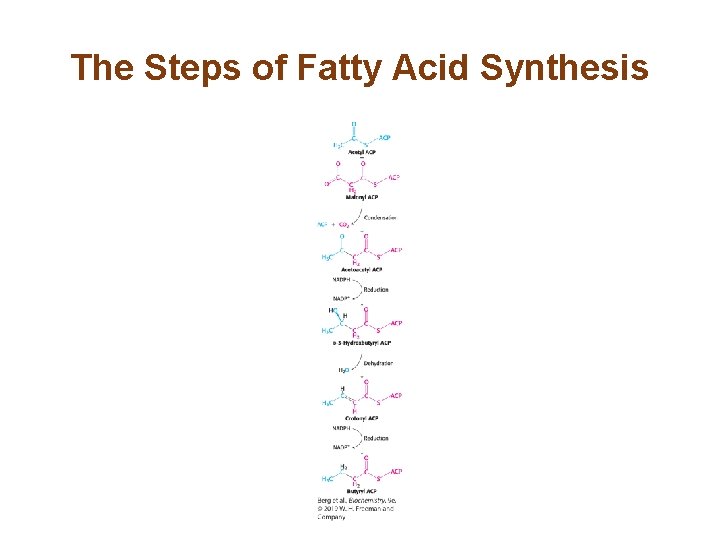 The Steps of Fatty Acid Synthesis 