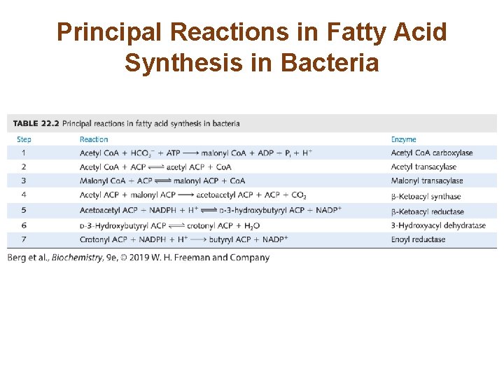 Principal Reactions in Fatty Acid Synthesis in Bacteria 