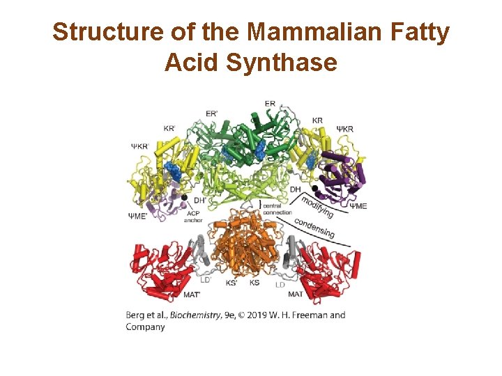 Structure of the Mammalian Fatty Acid Synthase 