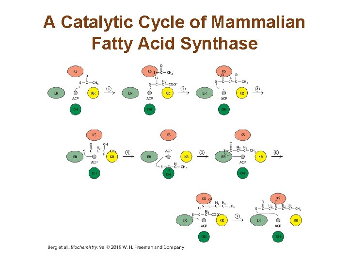 A Catalytic Cycle of Mammalian Fatty Acid Synthase 