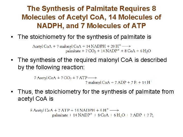 The Synthesis of Palmitate Requires 8 Molecules of Acetyl Co. A, 14 Molecules of