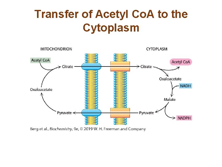 Transfer of Acetyl Co. A to the Cytoplasm 