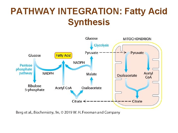 PATHWAY INTEGRATION: Fatty Acid Synthesis 