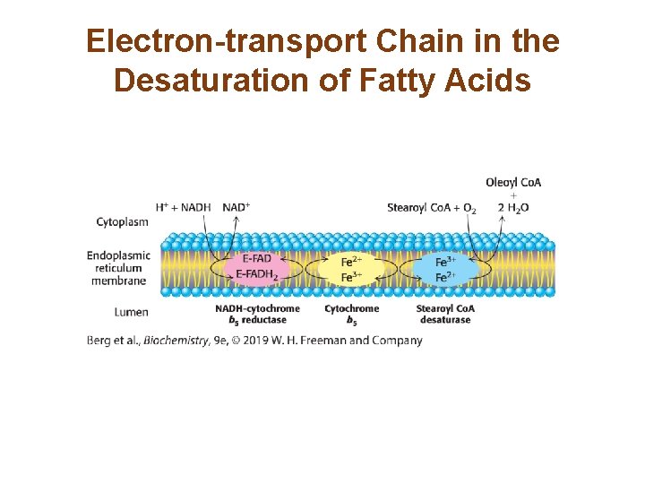 Electron-transport Chain in the Desaturation of Fatty Acids 