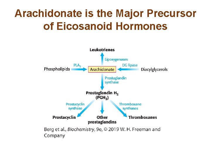 Arachidonate is the Major Precursor of Eicosanoid Hormones 