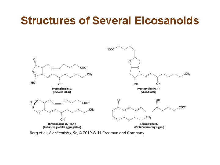 Structures of Several Eicosanoids 