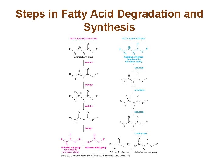 Steps in Fatty Acid Degradation and Synthesis 