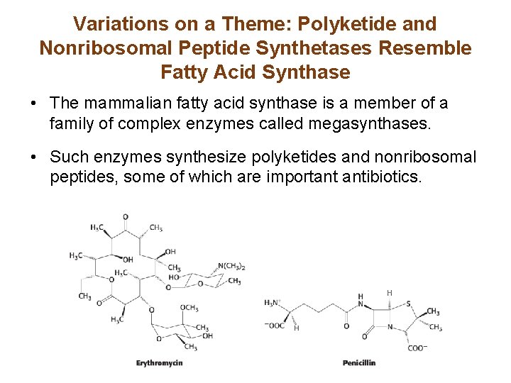 Variations on a Theme: Polyketide and Nonribosomal Peptide Synthetases Resemble Fatty Acid Synthase •