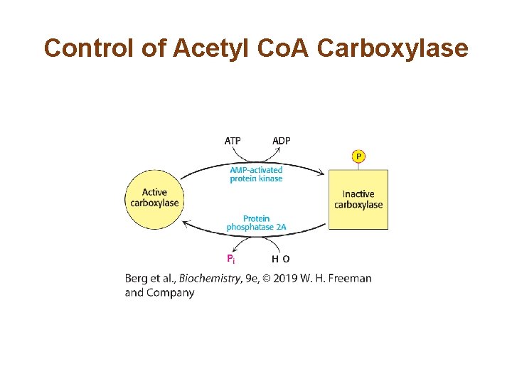 Control of Acetyl Co. A Carboxylase 