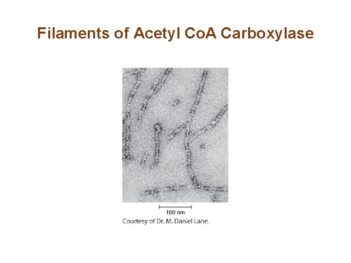 Filaments of Acetyl Co. A Carboxylase 