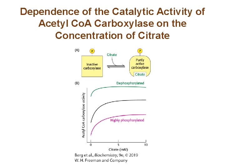 Dependence of the Catalytic Activity of Acetyl Co. A Carboxylase on the Concentration of