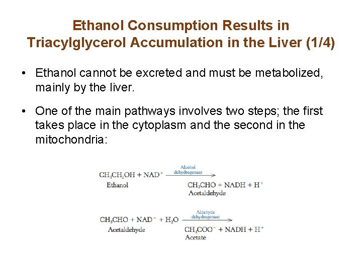 Ethanol Consumption Results in Triacylglycerol Accumulation in the Liver (1/4) • Ethanol cannot be