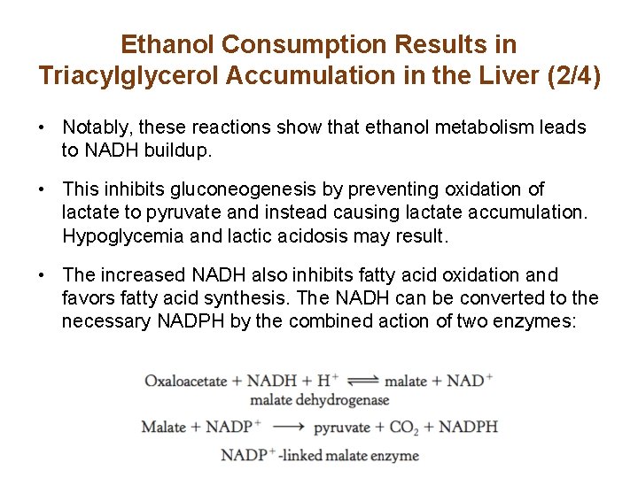 Ethanol Consumption Results in Triacylglycerol Accumulation in the Liver (2/4) • Notably, these reactions