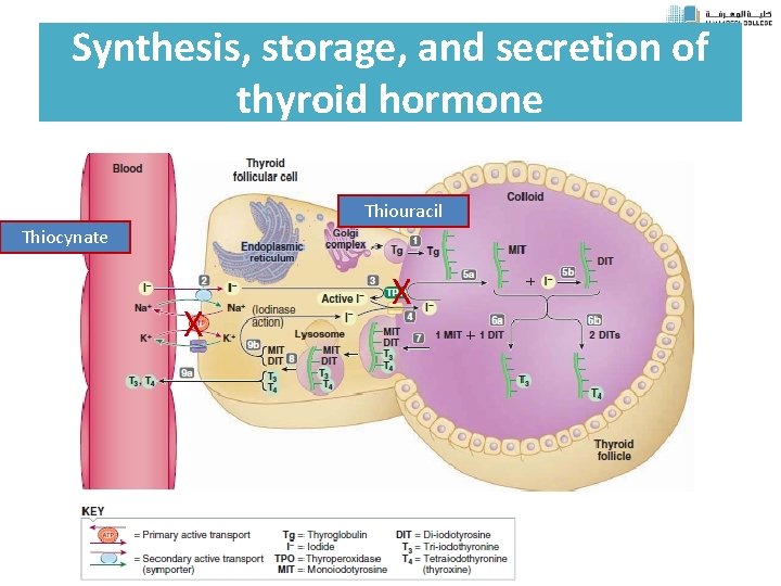 Synthesis, storage, and secretion of thyroid hormone Thiouracil Thiocynate X X 