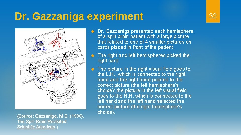 Dr. Gazzaniga experiment (Source: Gazzaniga, M. S. (1998). The Split Brain Revisited. Scientific American.