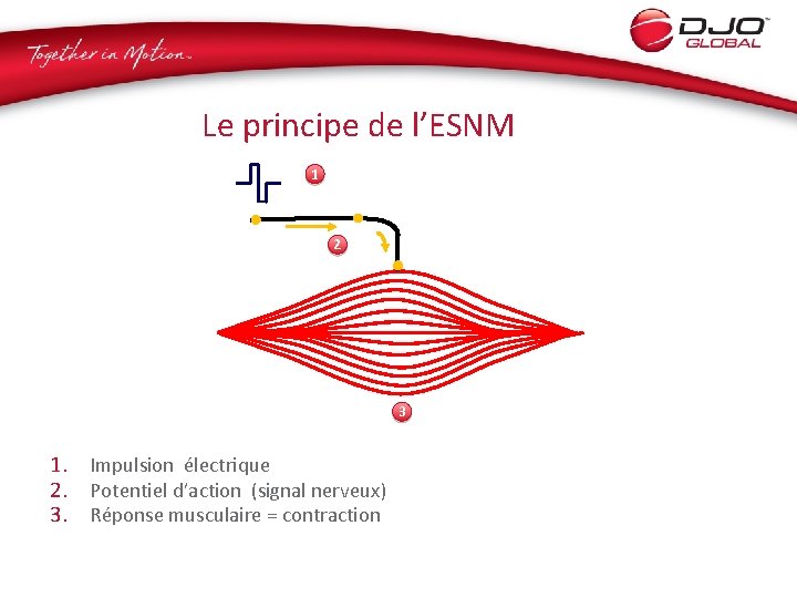 Le principe de l’ESNM 1 2 3 1. Impulsion électrique 2. Potentiel d’action (signal