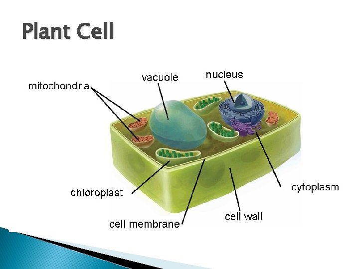 Plant Cell 