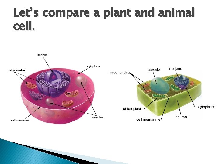 Let’s compare a plant and animal cell. 