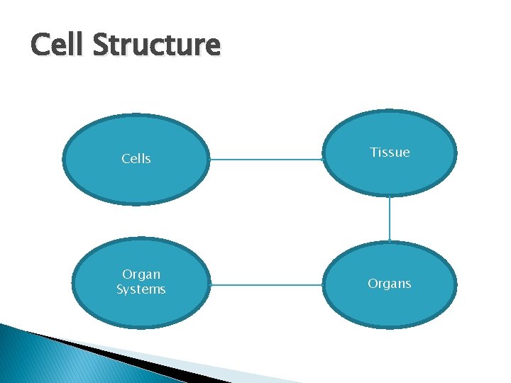 Cell Structure Cells Organ Systems Tissue Organs 