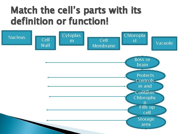 Match the cell’s parts with its definition or function! Nucleus Cell Wall Cytoplas m