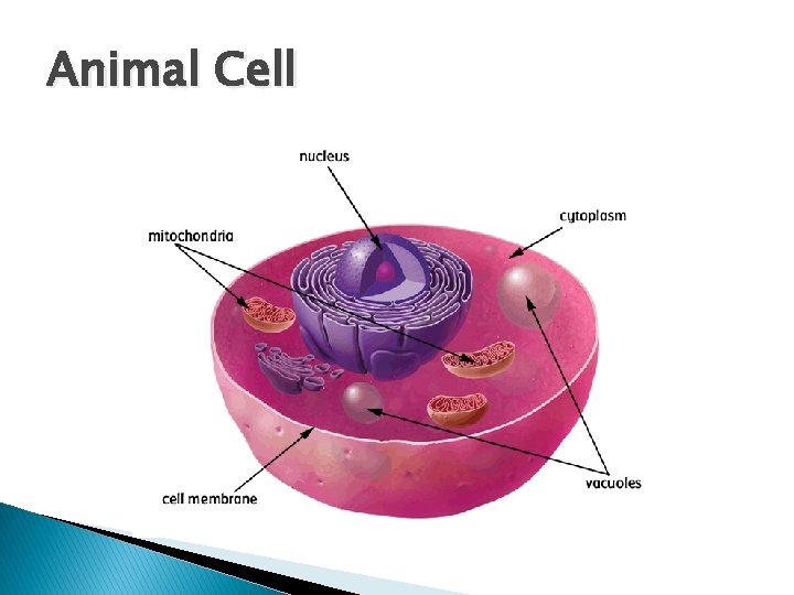 Animal Cell 