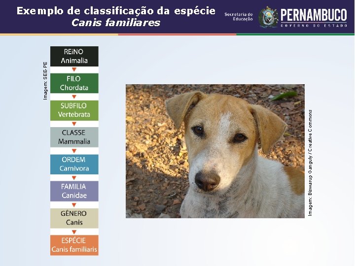 Imagem: Biswarup Ganguly / Creative Commons Imagem: SEE-PE Exemplo de classificação da espécie Canis