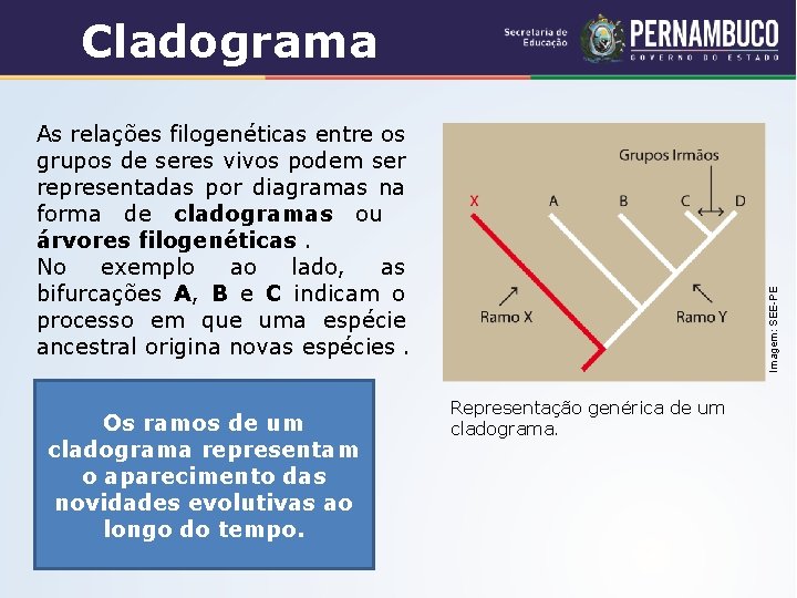 Cladograma Os ramos de um cladograma representam o aparecimento das novidades evolutivas ao longo