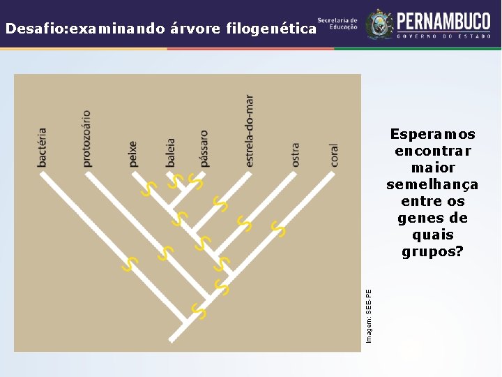 Desafio: examinando árvore filogenética Imagem: SEE-PE Esperamos encontrar maior semelhança entre os genes de